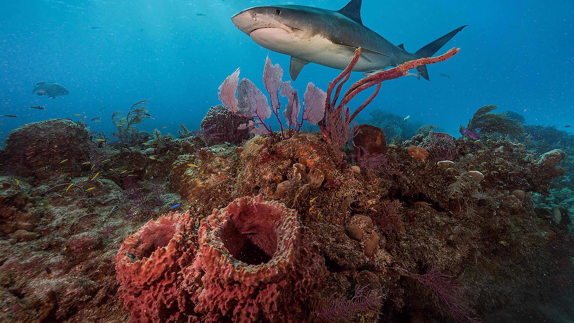 Οι πιο Φονικοί Καρχαρίες στον Κόσμο | World's Deadliest Sharks