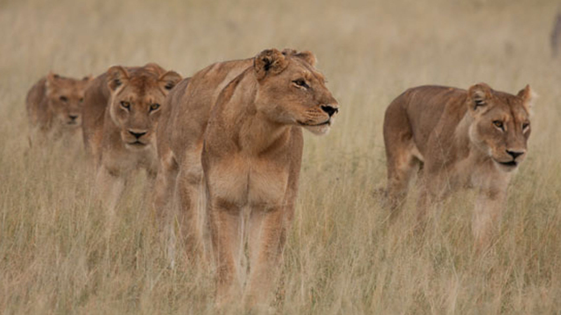 Λιοντάρια: Κυνήγι Επιβίωσης | Lions: The Hunt For Survival