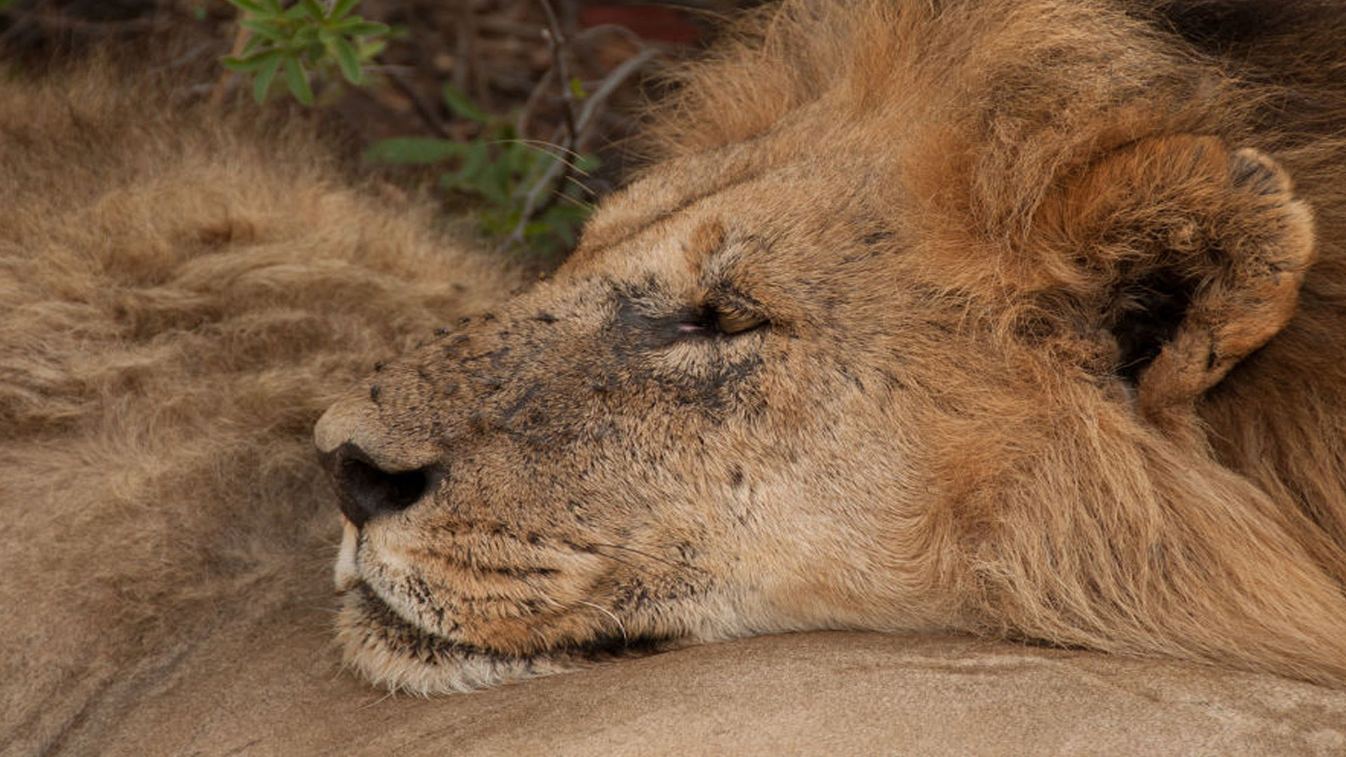 Γεννημένος Βασιλιάς | Lion Brothers: Cubs To Kings