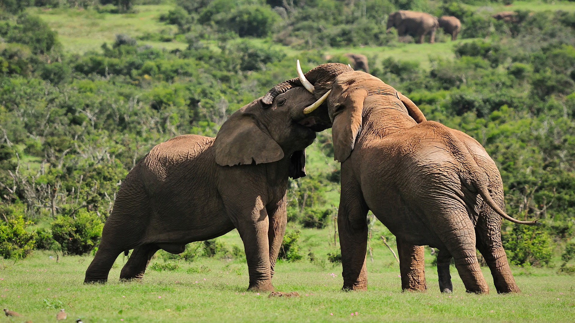 Animal Fight Club
