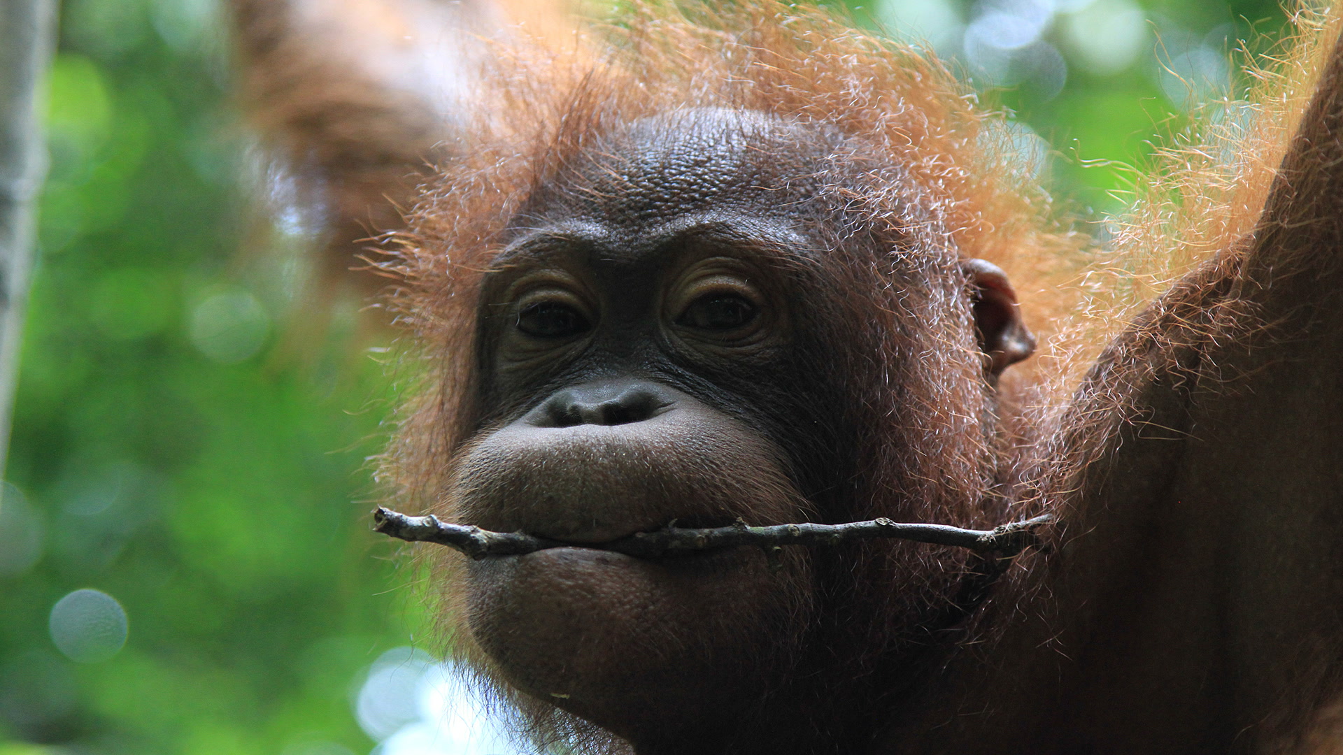 Το Μυστικό Βασίλειο του Βόρνεο | Borneo's Secret Kingdom:Weird And Wild