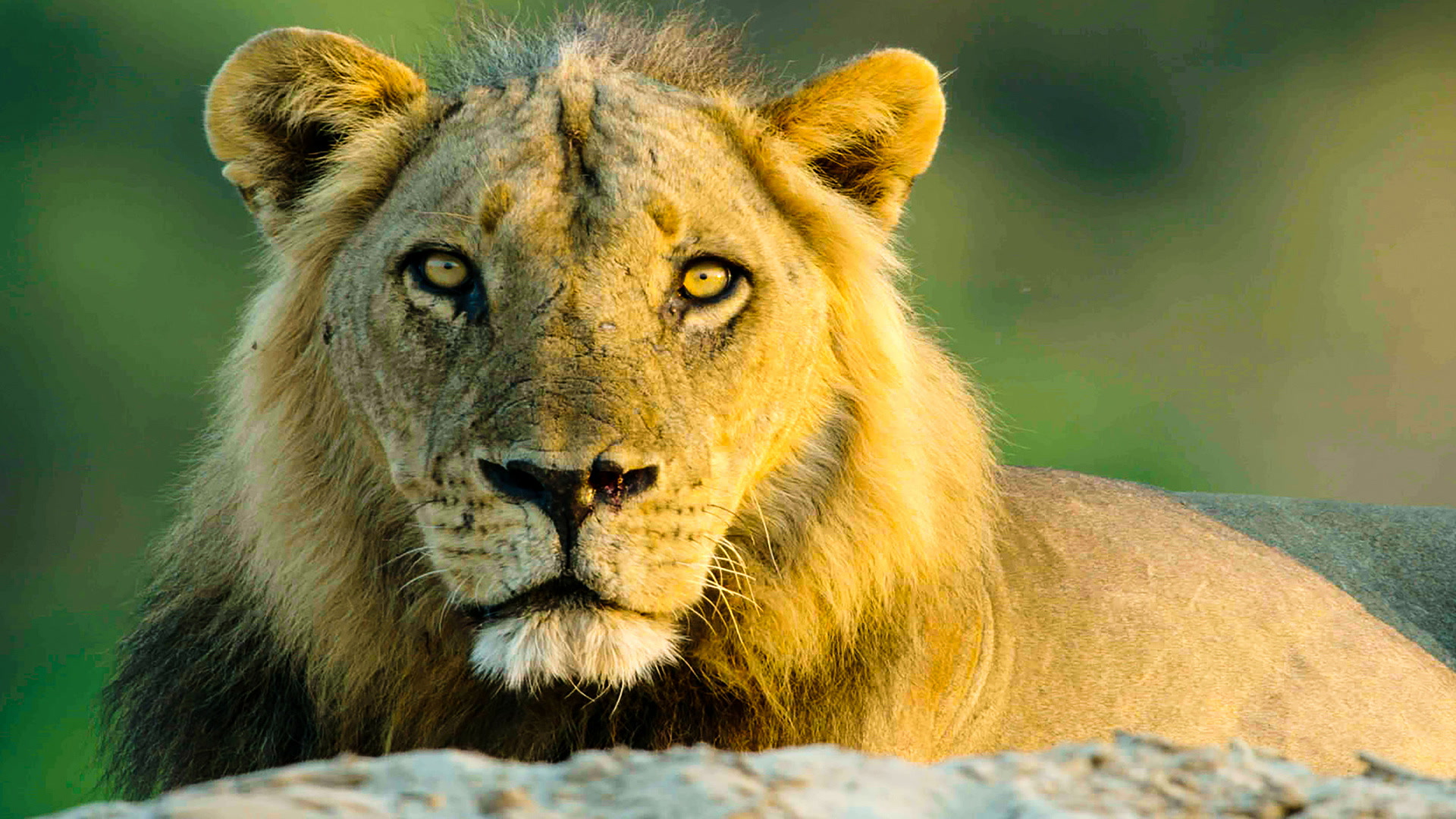 Κυνηγοί της Αφρικής | Africa's Hunters