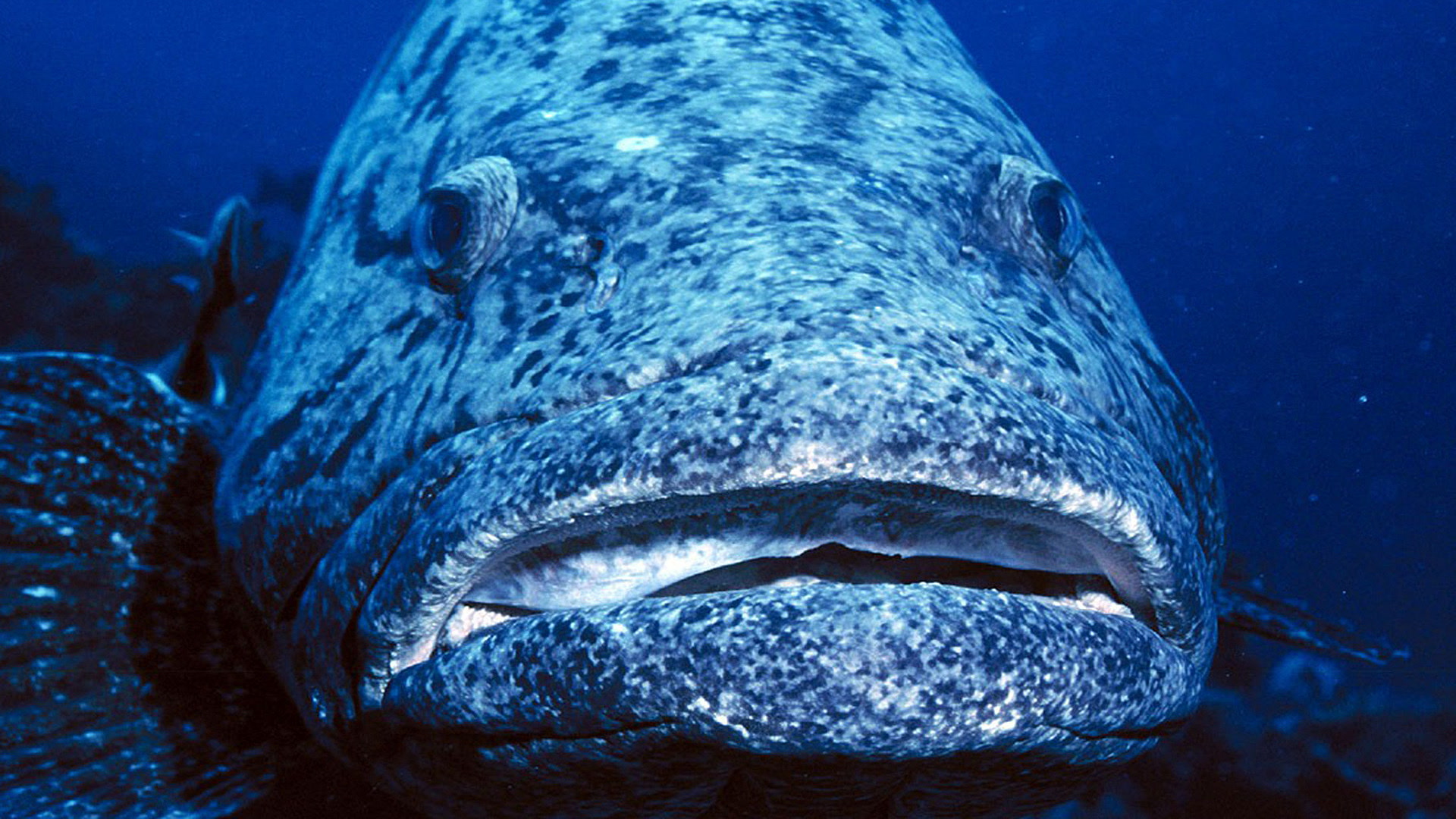 Ζώα με Παράξενα Πρόσωπα | World's Weirdest Animal Faces