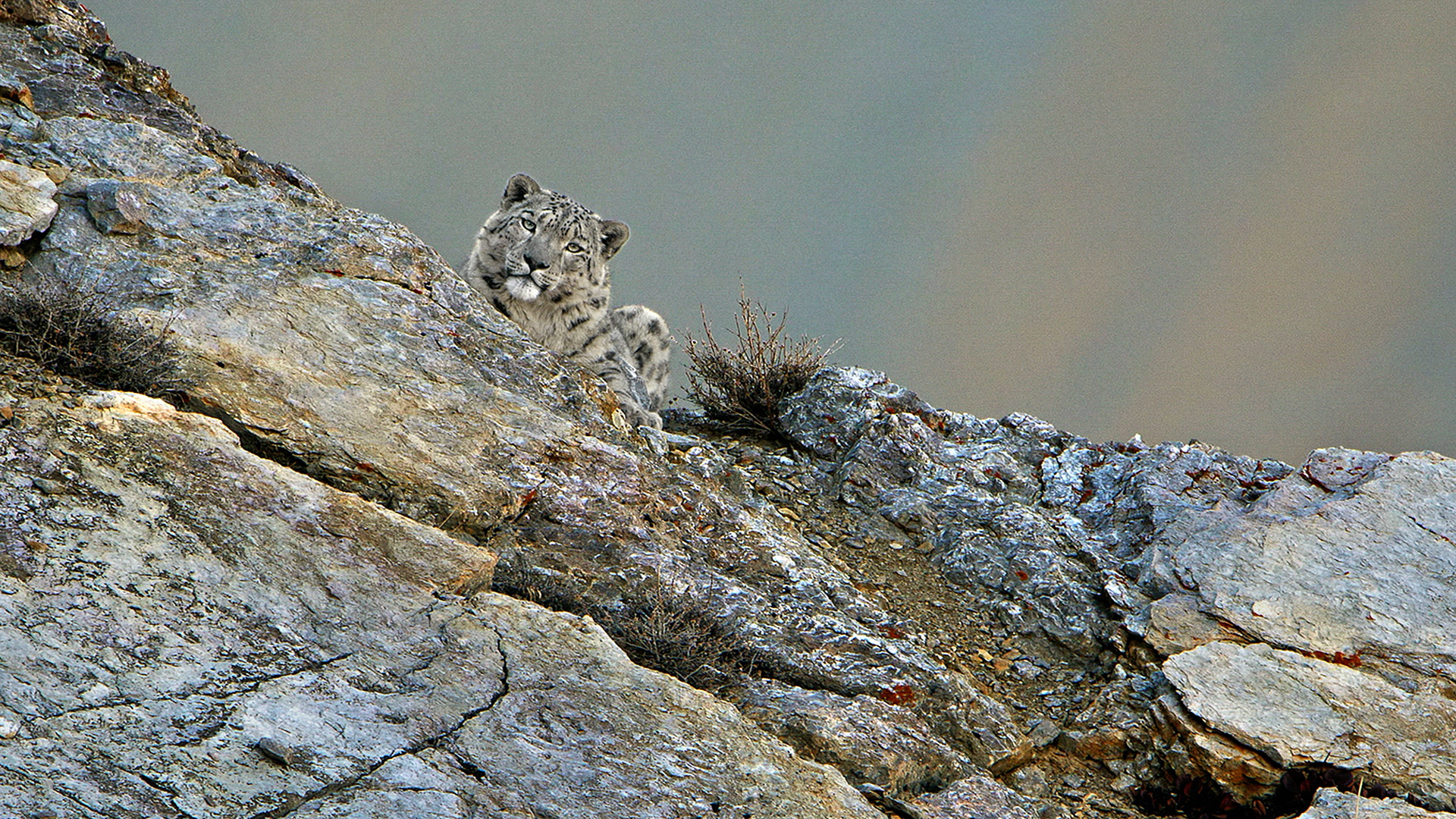 Ψάχνοντας τη Λεοπάρδαλη του Χιονιού | In Search of Snow Leopards