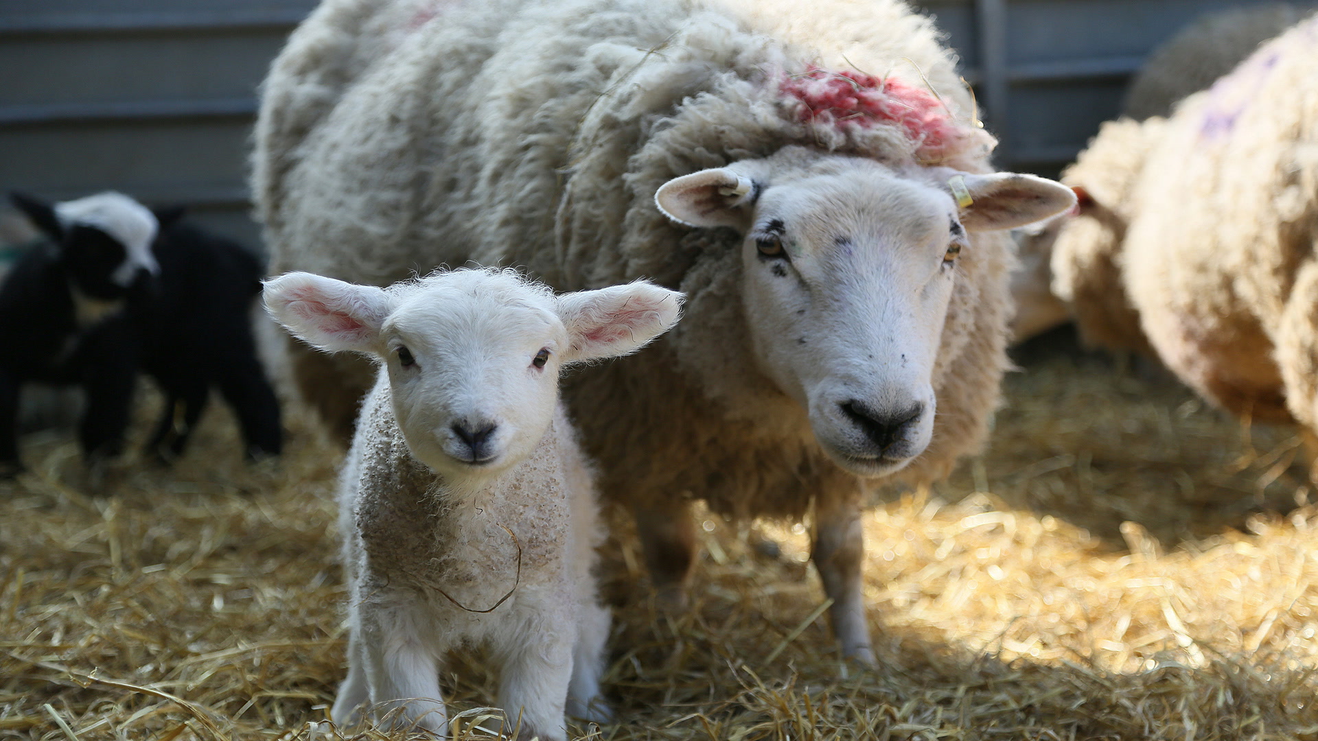 Μυστική Ζωή των Ζώων μιας Αγροικίας | Secret Life of Farm Animals