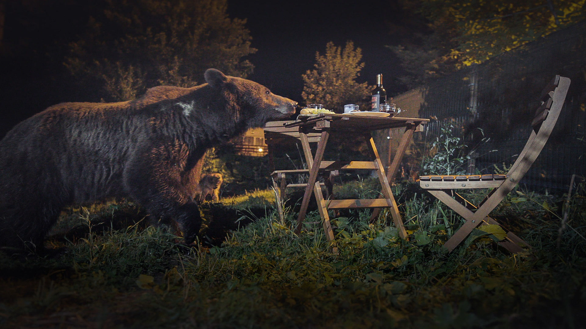 Οι Αρκούδες της Τρανσυλβανίας | Backyard Bears of Transylvania