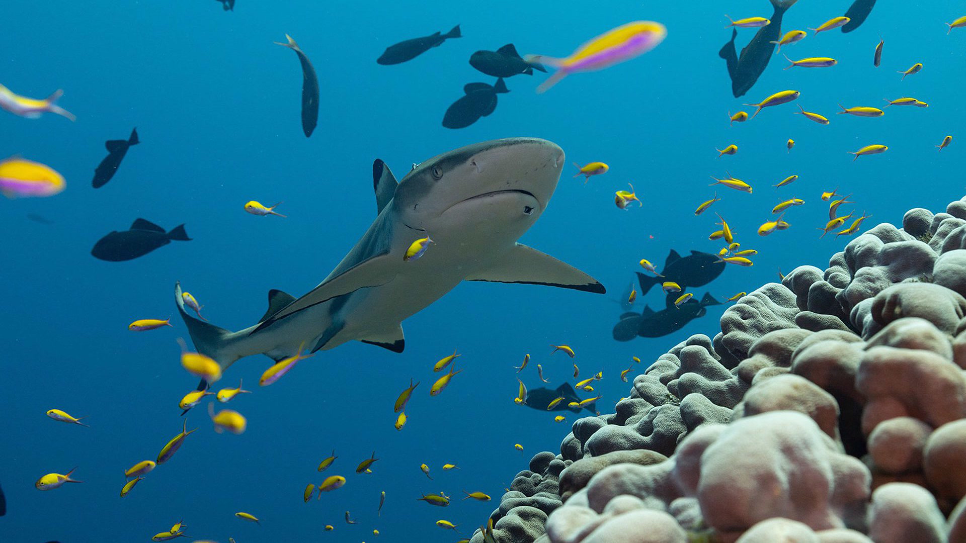 Κοραλλιογενείς Υφαλοι | Super Reefs