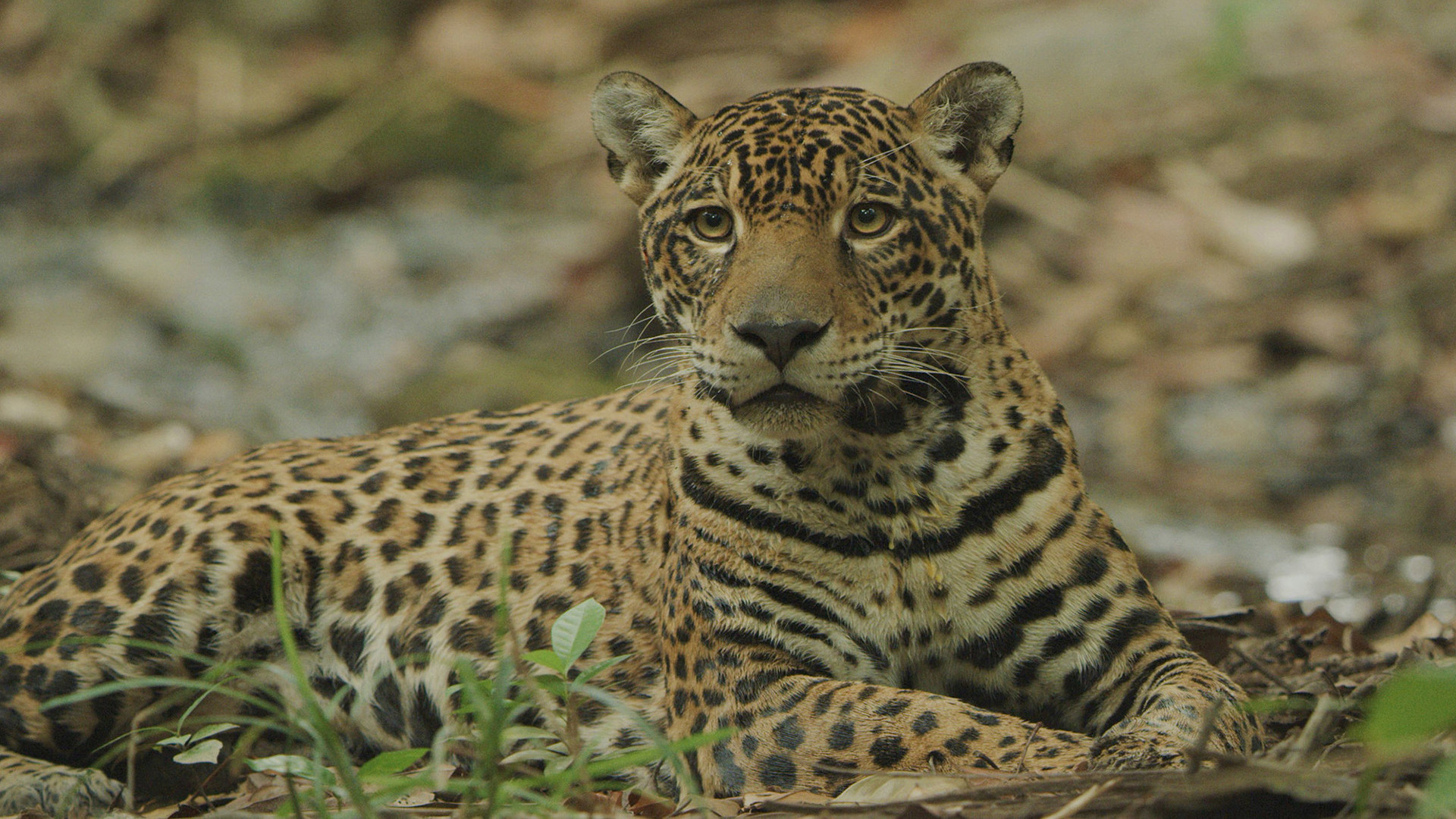 Ιαγουάρος: Ο Σταρ της Ζούγκλας | Jaguar: Jungle Icon of Guyana