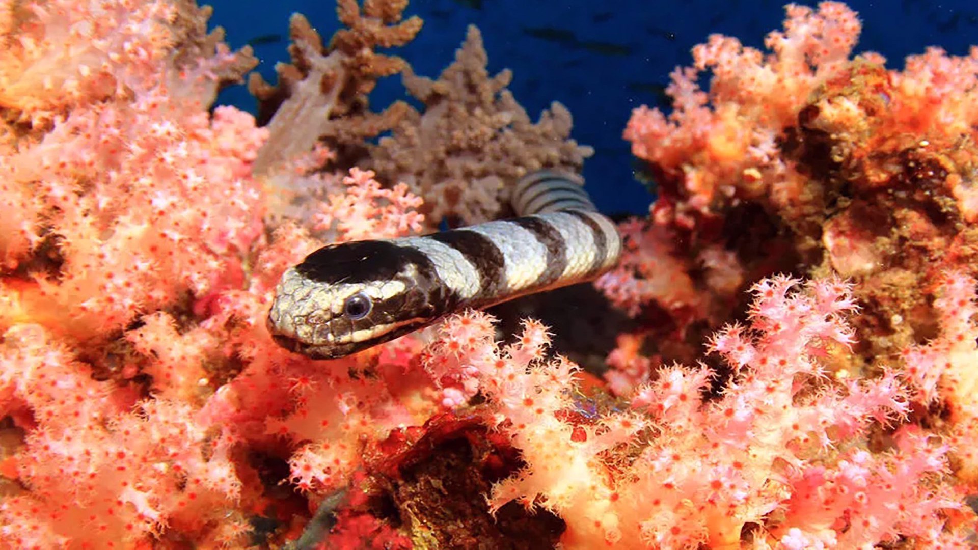 Τα πιο Παράξενα των Ωκεανών | Ocean's Weirdest