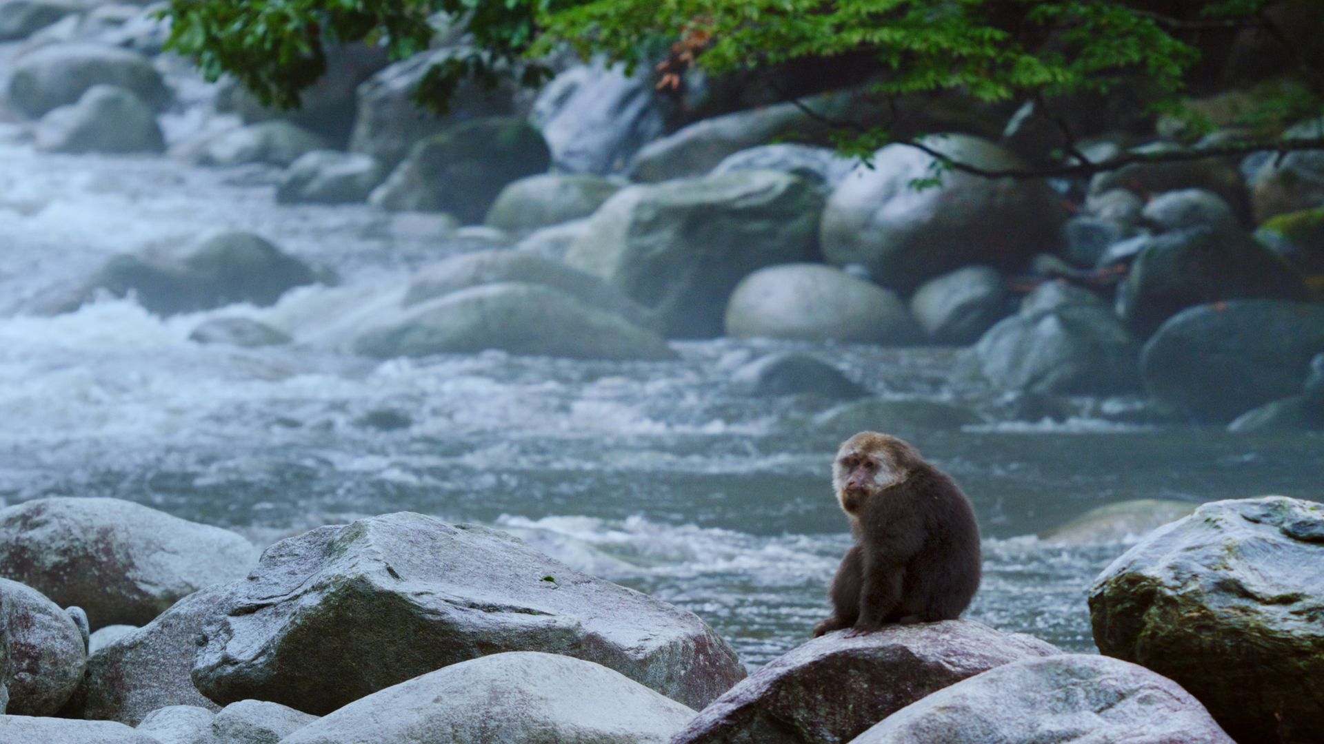 Μυστικά της Αγριας Φύσης της Κίνας | China's Wild Secrets