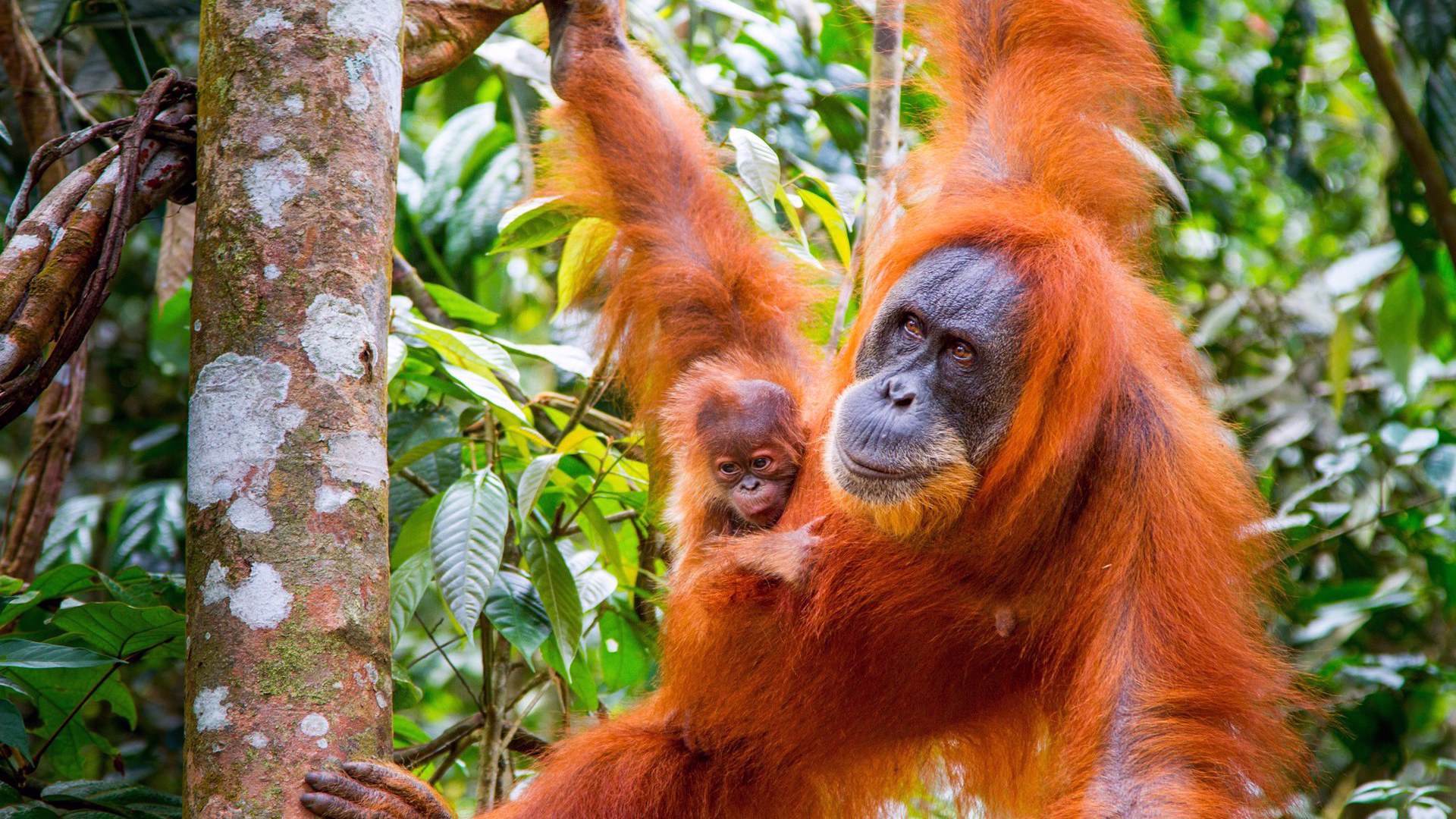 Πρωτεύοντα | Primates