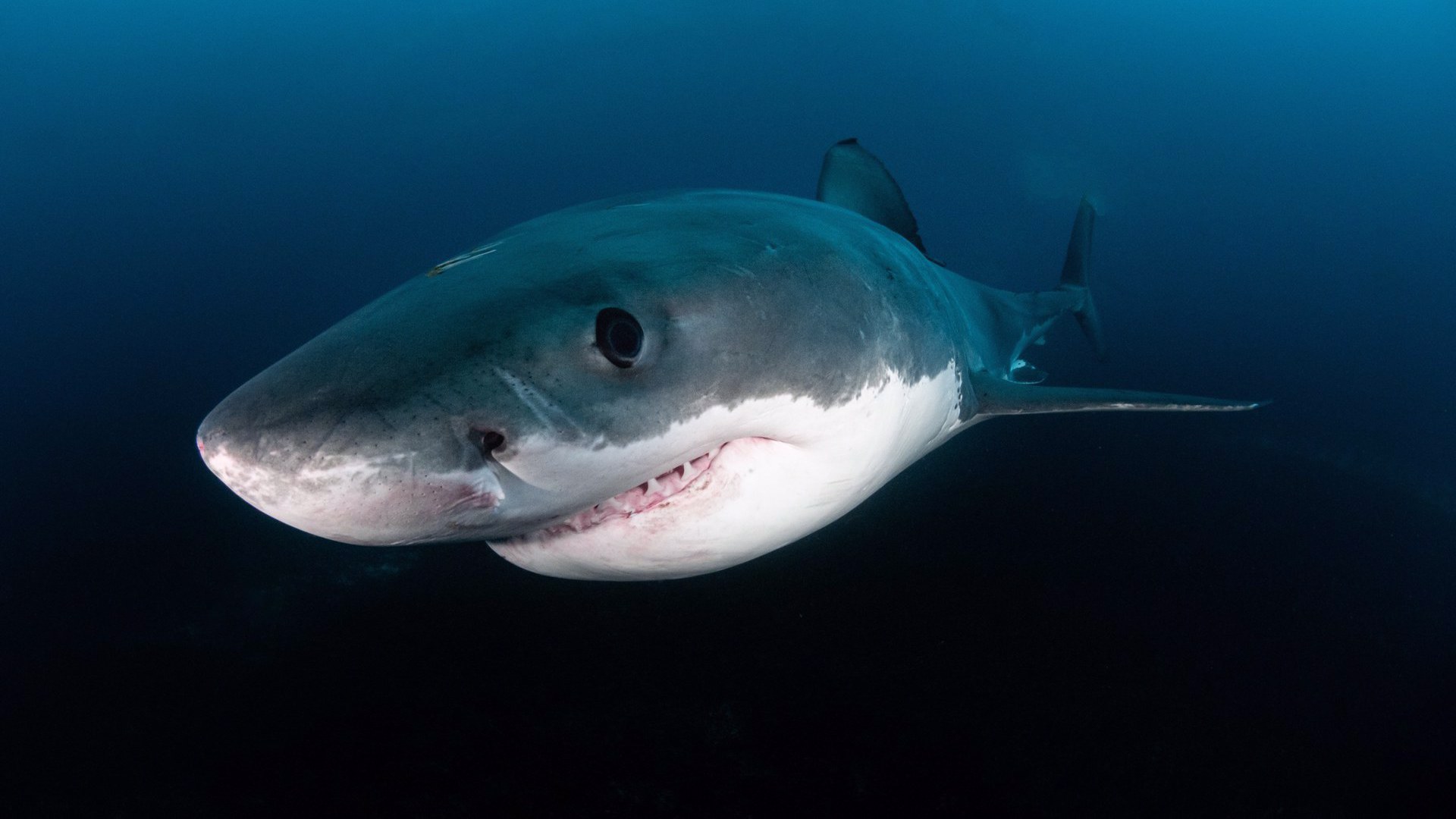 Καρχαρίες Τέρατα στον Επικίνδυνο Υφαλο | Megasharks of Dangerous Reef
