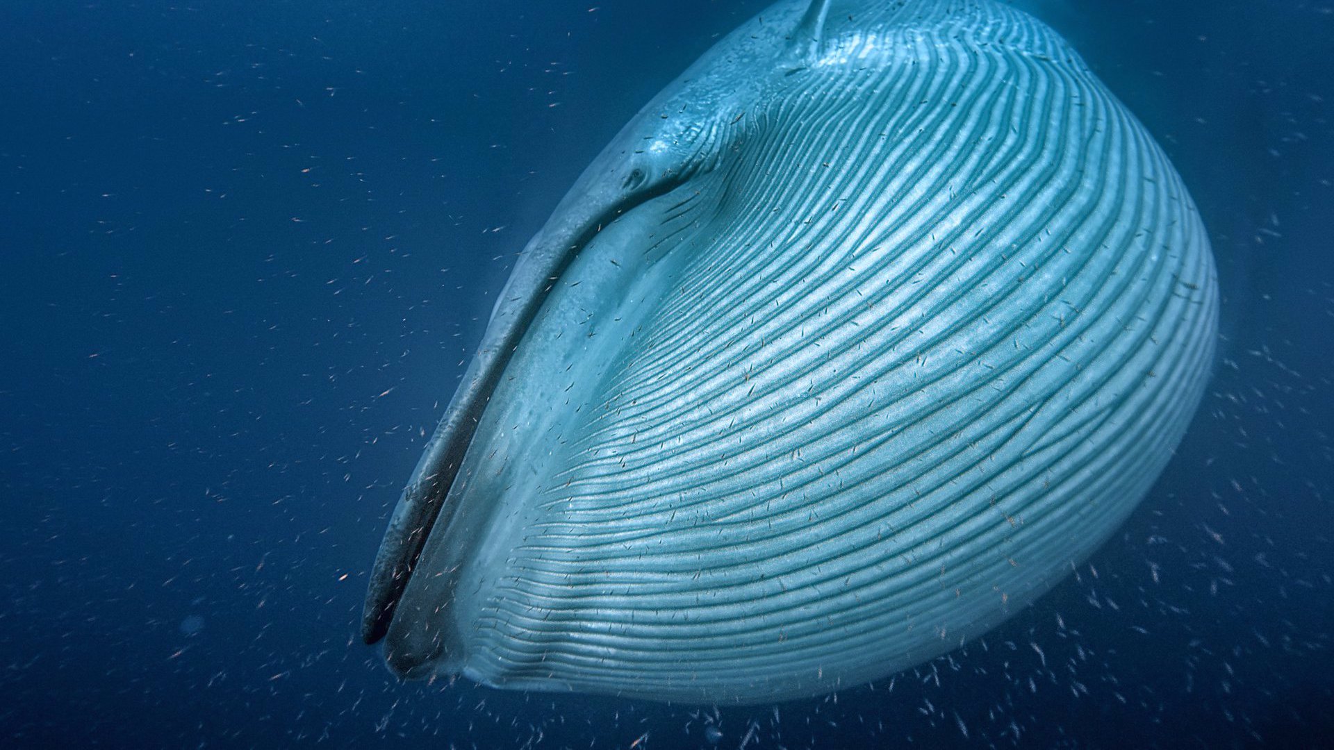 Γαλάζιες Φάλαινες: Επιστροφή Γιγάντων | Blue Whales: Return of the Giants