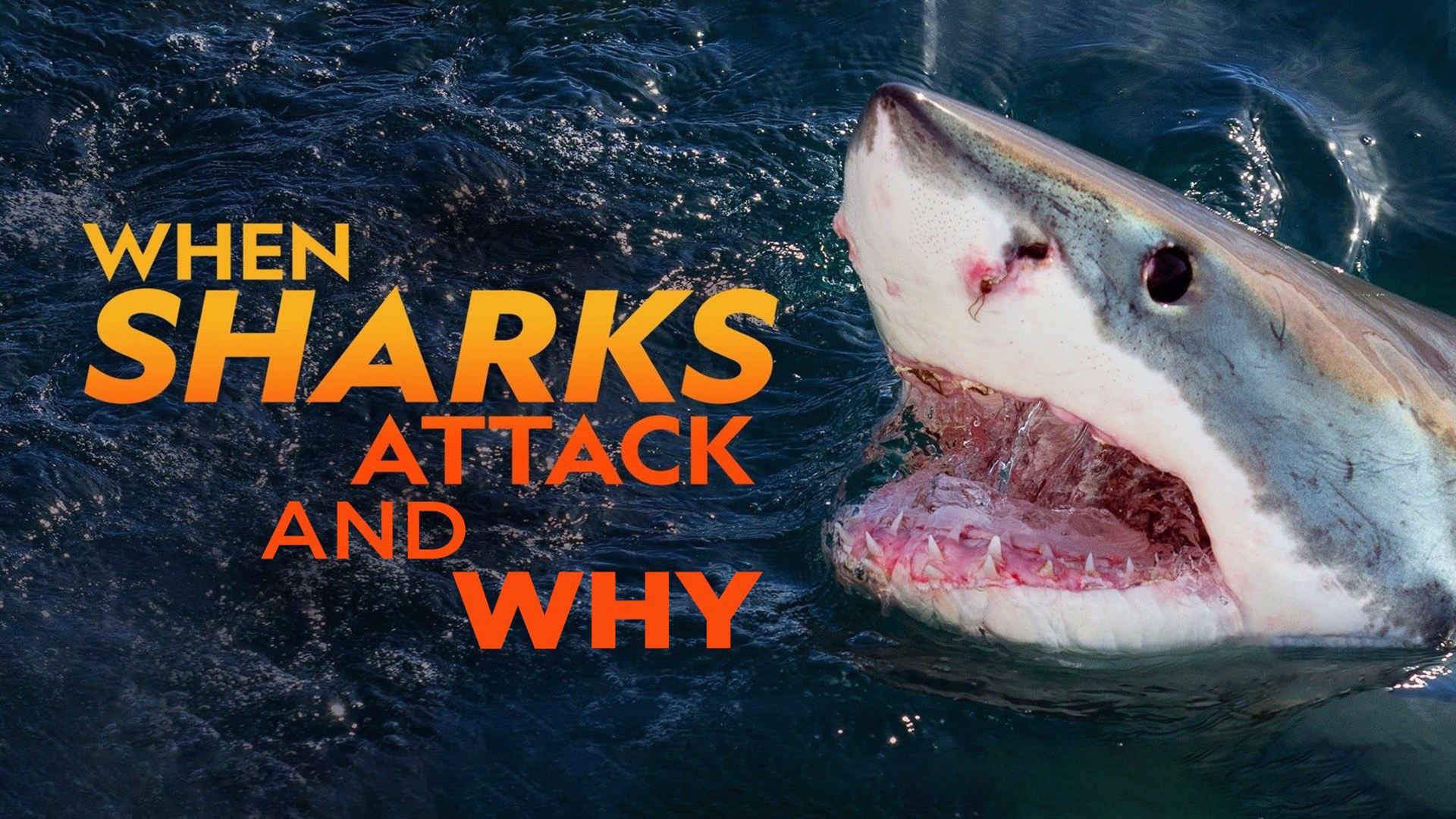 Καρχαρίες Επιτίθενται: Ειδική Εκδοση | When Sharks Attack & Why:Compilation